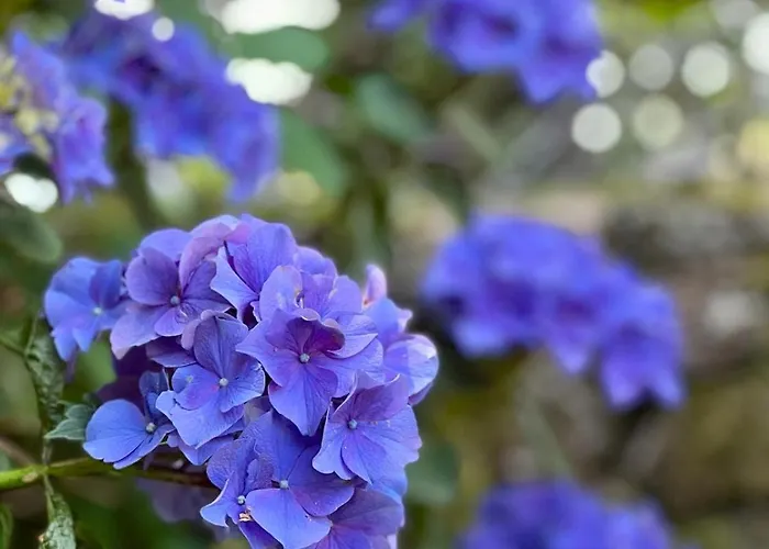 Casa Da Branda St.antónio Casa de Campo